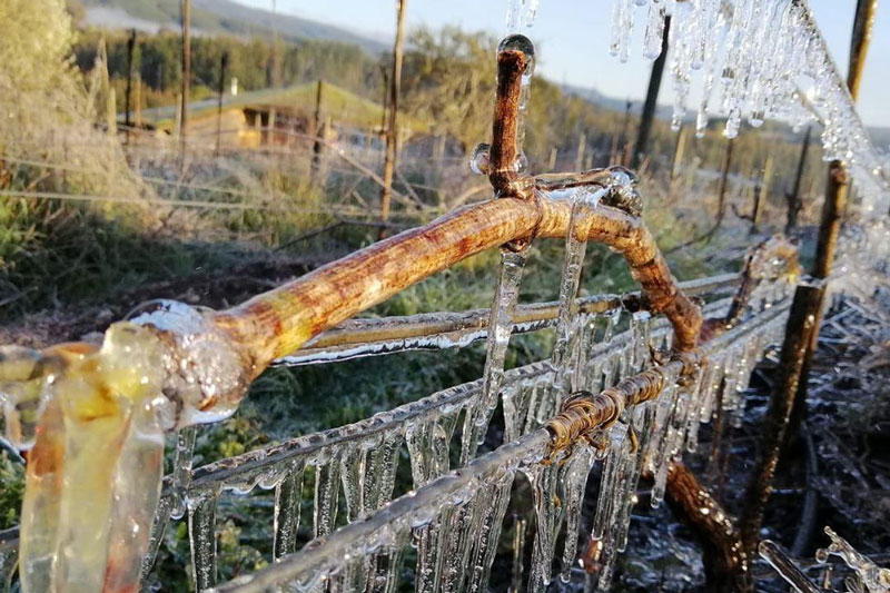 Videiras congeladas da Trapi