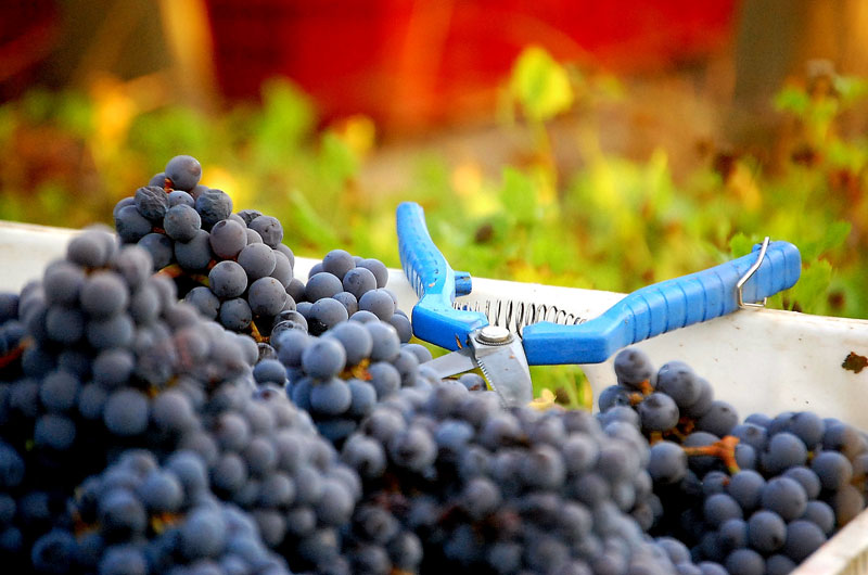 Uvas recém colhidas na Laura Hartwig