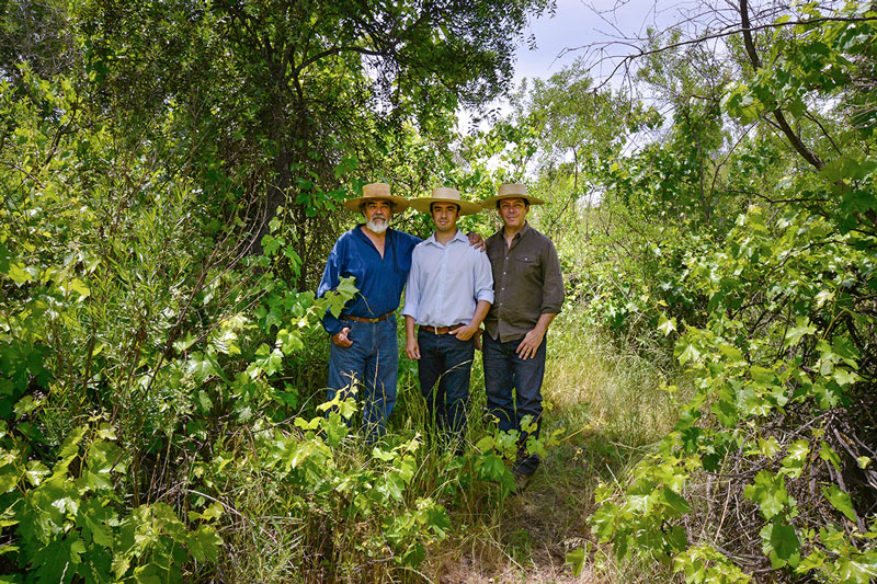 Enrique Villalobos, Rolando e Martin em meio às videiras "criadas soltas" da família